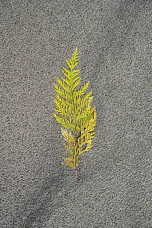 Evergreen Branch on Beach