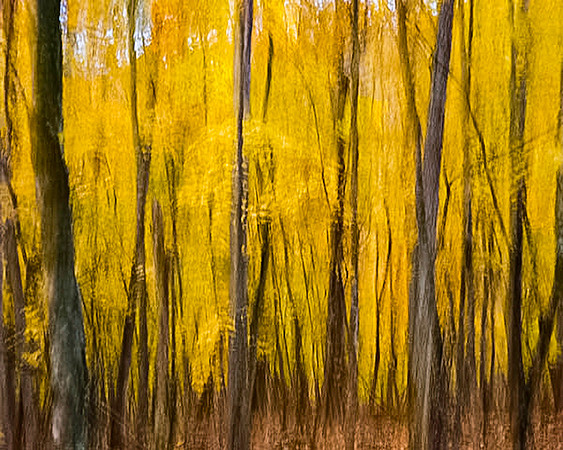 Fantasy Forest 6