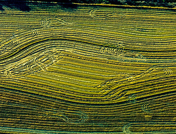 Delta Harvest Art