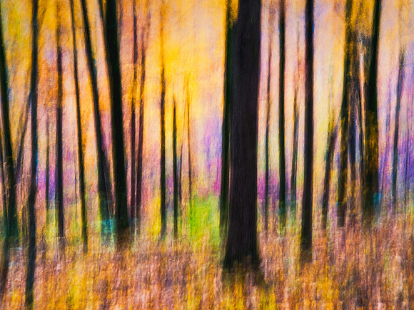 Fantasy Forest 4