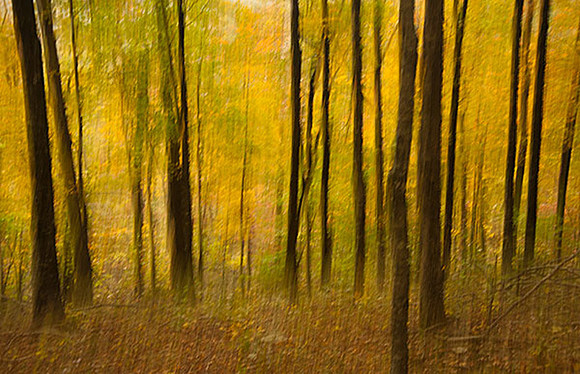 Fantasy Forest 3