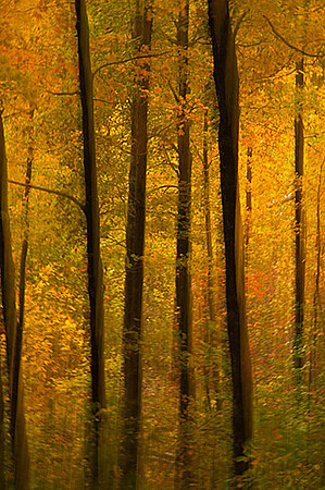 Fantasy Forest 2
