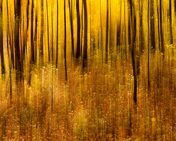 Fantasy Forest 5