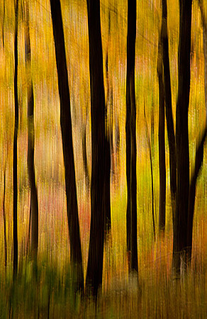 Fantasy Forest 1