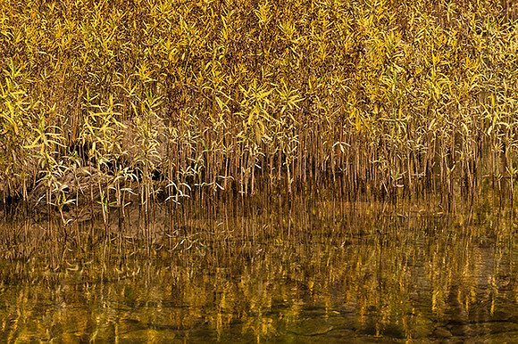 River Weeds Reflection