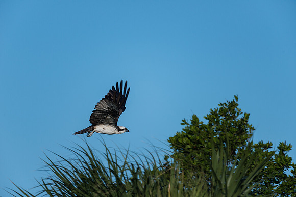 Osprey In Flight