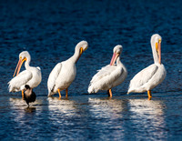 White Pelican Quartet