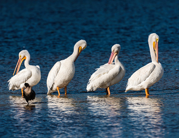 White Pelican Quartet
