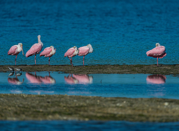 Roseate Spoonbill Group Reflection