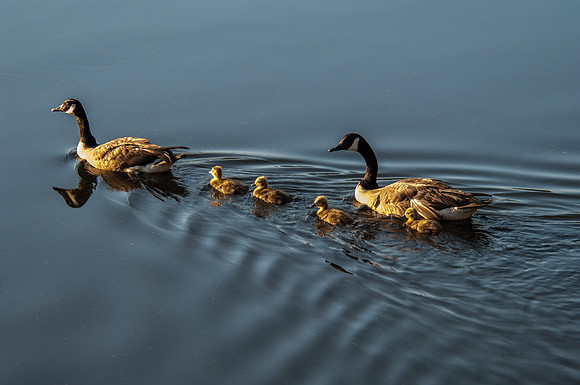 Canadian Geese with Goslings