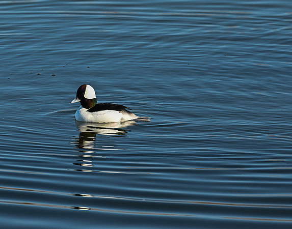 Buffelhead