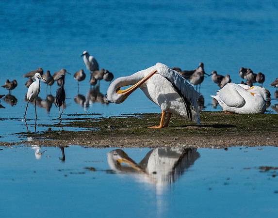 White Pelican Preening Reflection