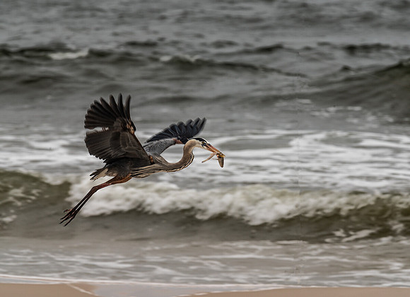 Blue Heron In Flight with Catch