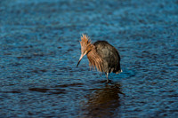 Reddish Egret Hunting