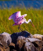 Roseate Spoonbill