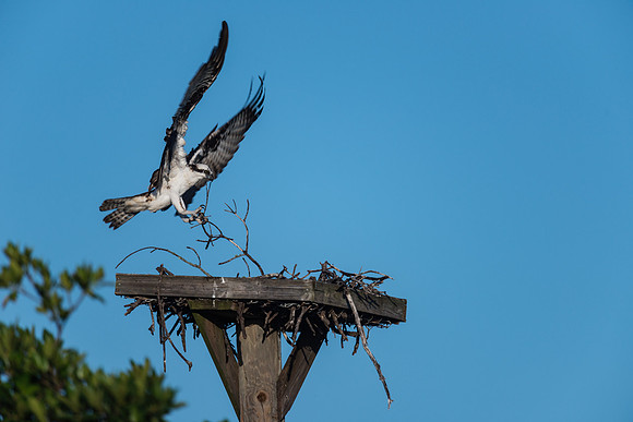Osprey Nest Building