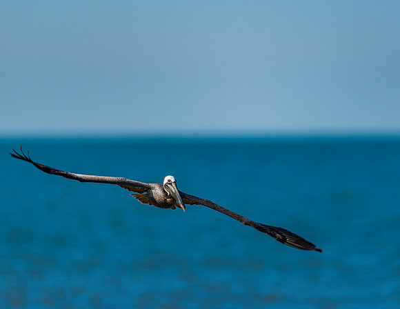 Brown Pelican Soaring