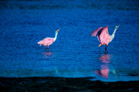 Spoonbill's Pose