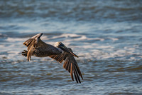 Brown Pelican In Flight