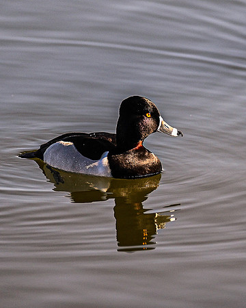 Ring-necked Duck