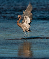 Reddish Egret Hunting Dance