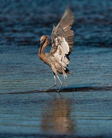 Reddish Egret Hunting Dance
