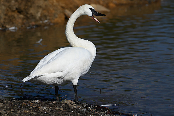 Trumpeter Swan Trumpeting