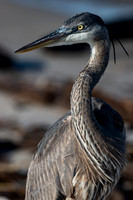 Great Blue Heron Up Close