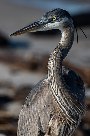 Great Blue Heron Up Close