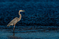 Great Blue Heron Hunting