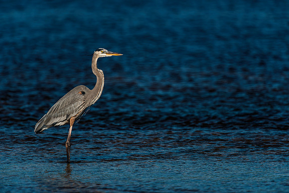 Great Blue Heron Hunting