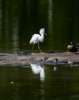 Snowy Egret Reflection