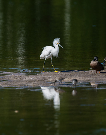 Snowy Egret Reflection