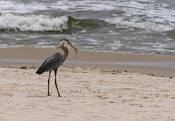 Blue Heron with Beach Breakfast