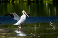 White Pelican Stretch