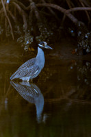 Yellow Crown Night Heron