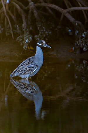 Yellow Crown Night Heron