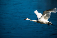 Trumpeter Swan Takeoff