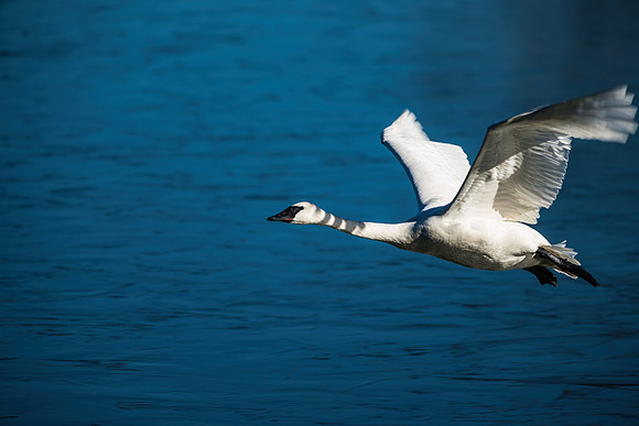 Trumpeter Swan Takeoff