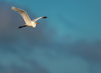 Great Egret In Flight