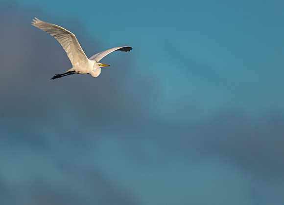 Great Egret In Flight