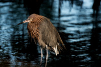 Reddish Egret Close up