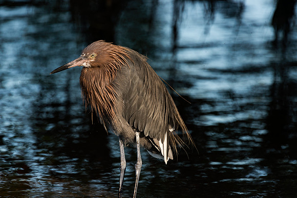Reddish Egret Close up