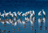 Snowy Egret Gathering