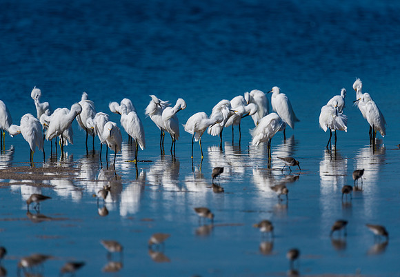 Snowy Egret Gathering