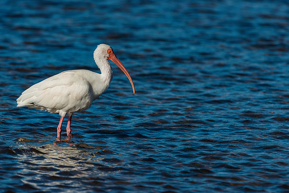 White Ibis