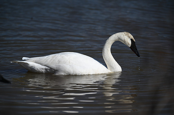Trumpeter Swan with Water Drips