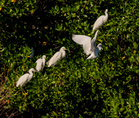Snowy Egret Roosting