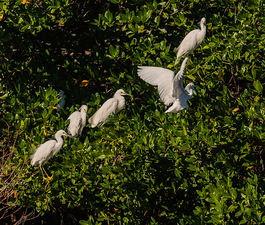 Snowy Egret Roosting