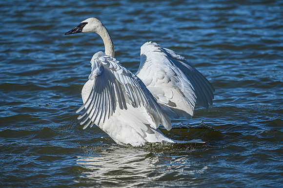 Trumpeter Swan Grooming